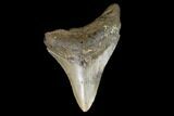 Bargain, 3.38" Fossil Megalodon Tooth - North Carolina - #129969-1